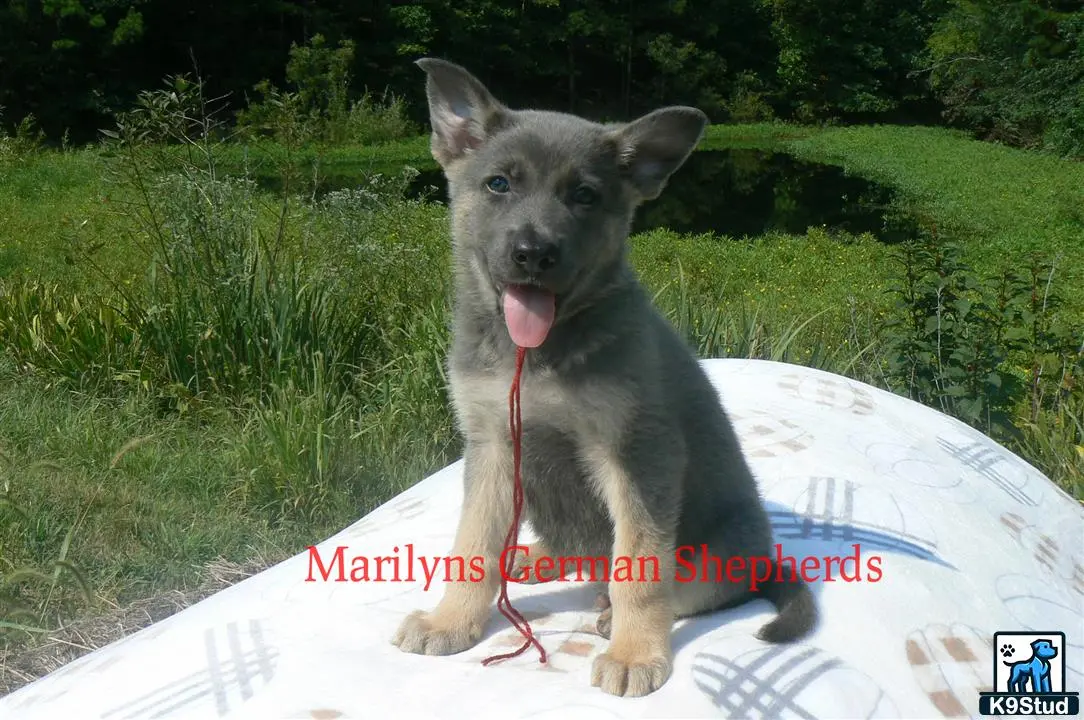 German Shepherd