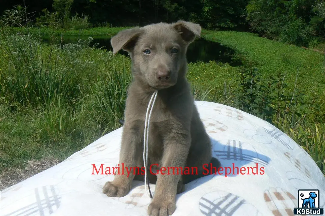 German Shepherd