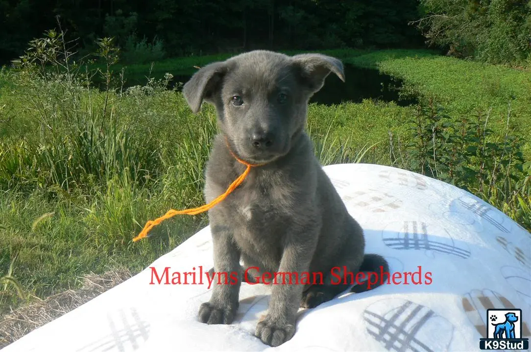 German Shepherd