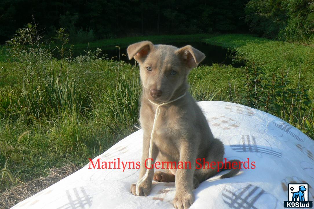 a german shepherd dog sitting on a blue object