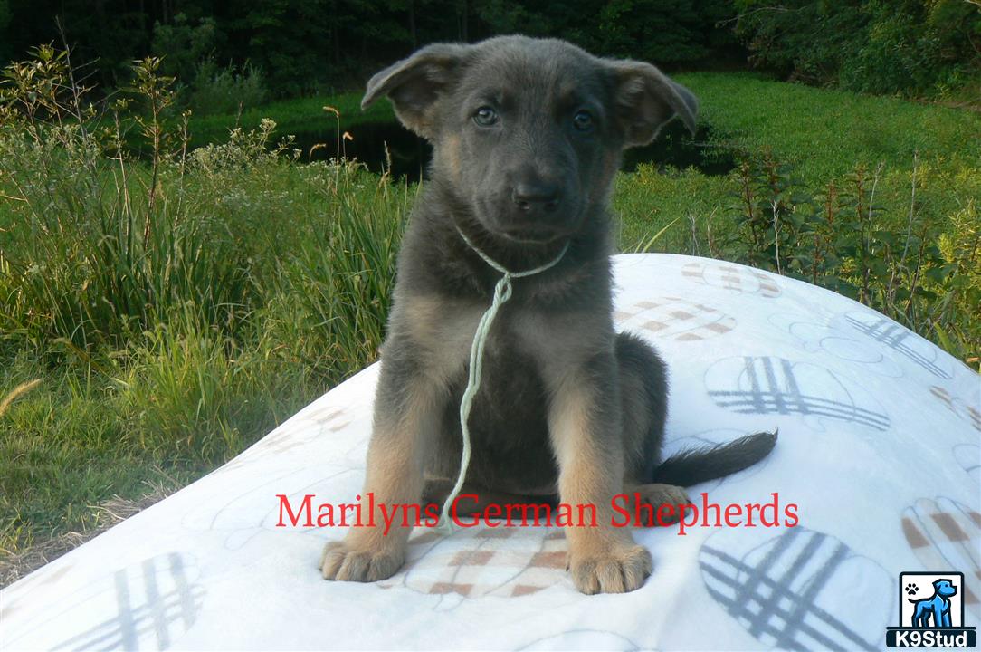 a german shepherd dog sitting on a surfboard