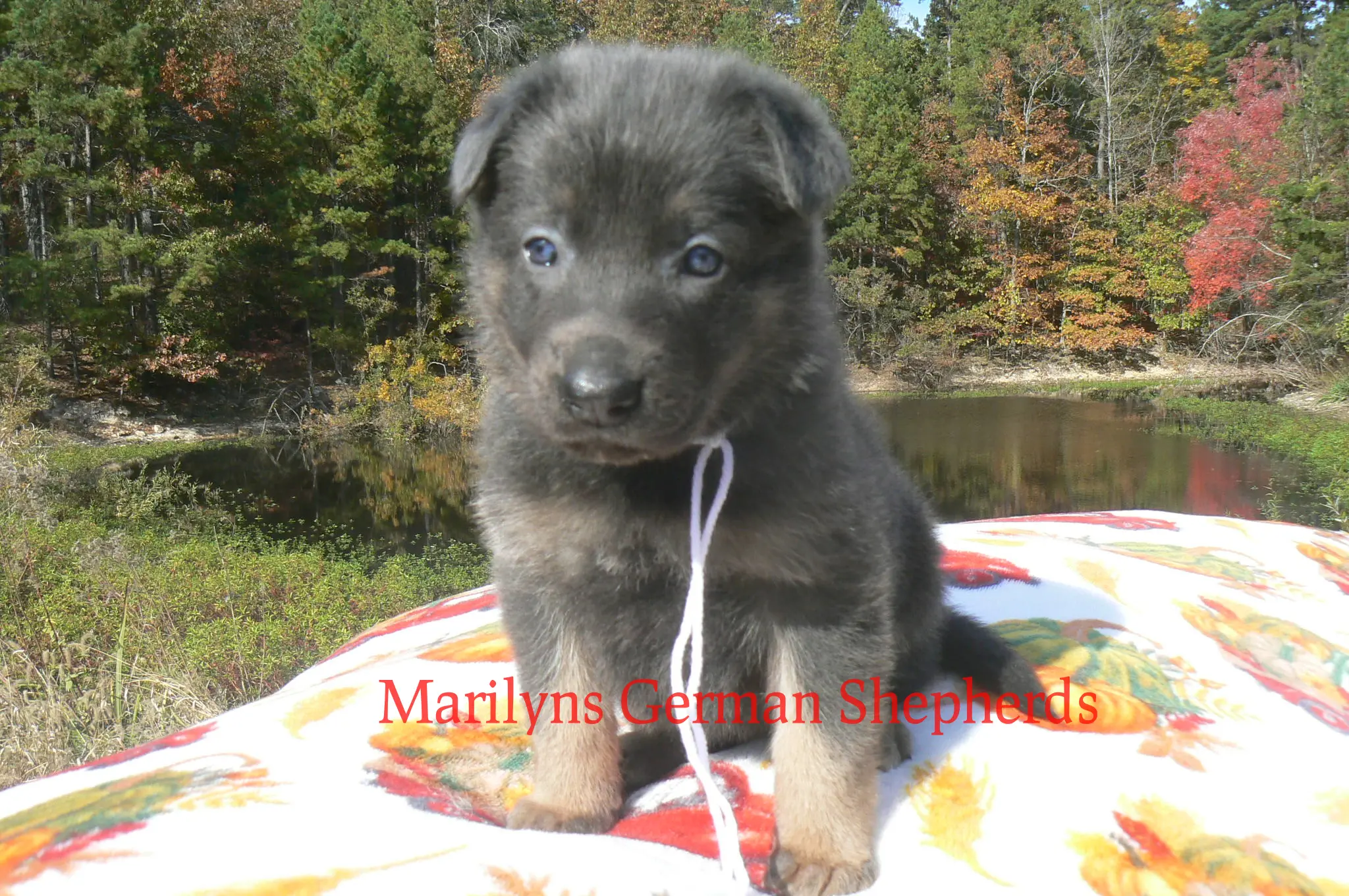 German Shepherd puppy for sale: Black and tan German Shepherd puppy sitting on a blanket outdoors