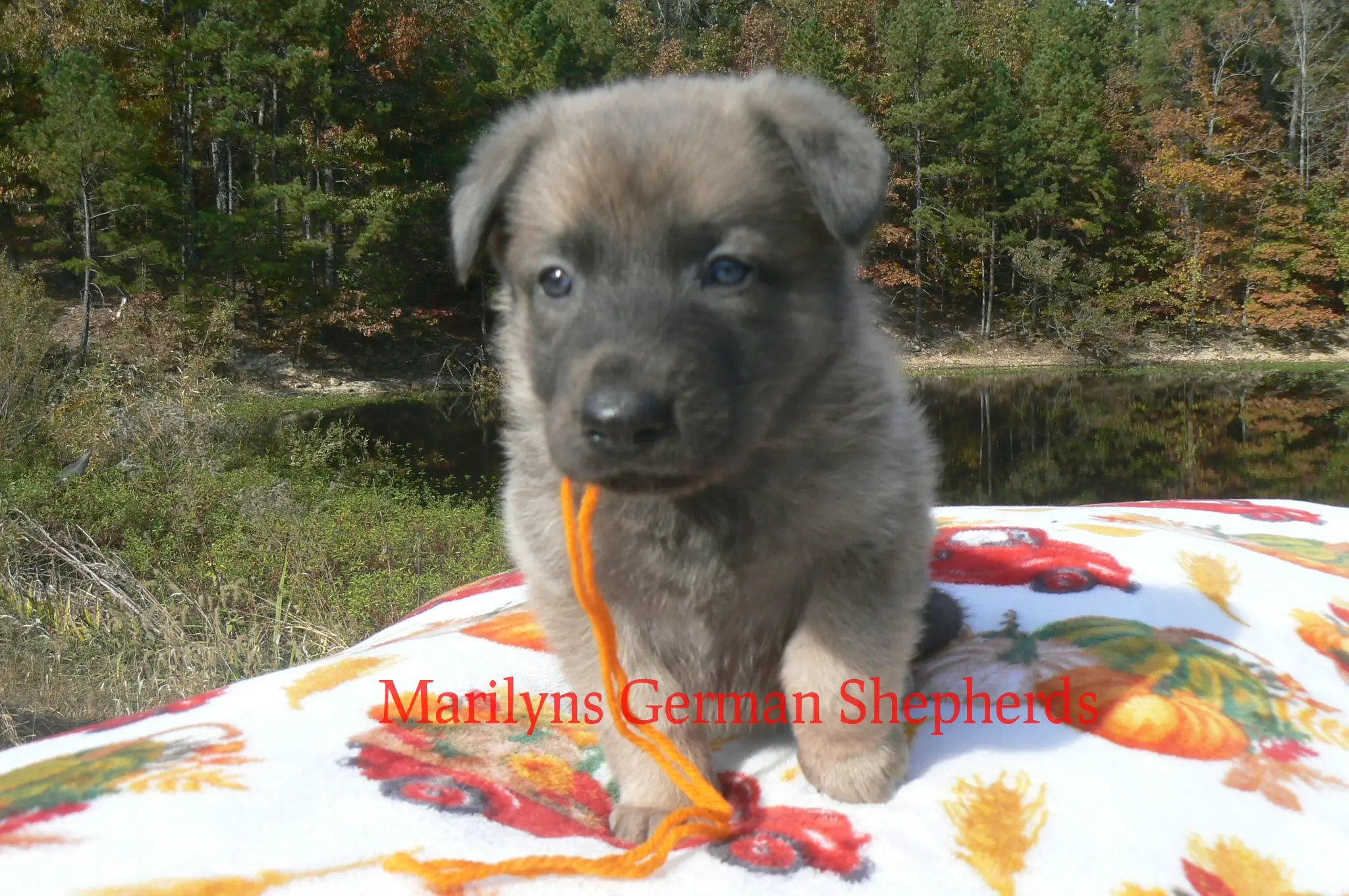 German Shepherd puppy for sale: Fluffy gray German Shepherd puppy with orange string in a natural setting