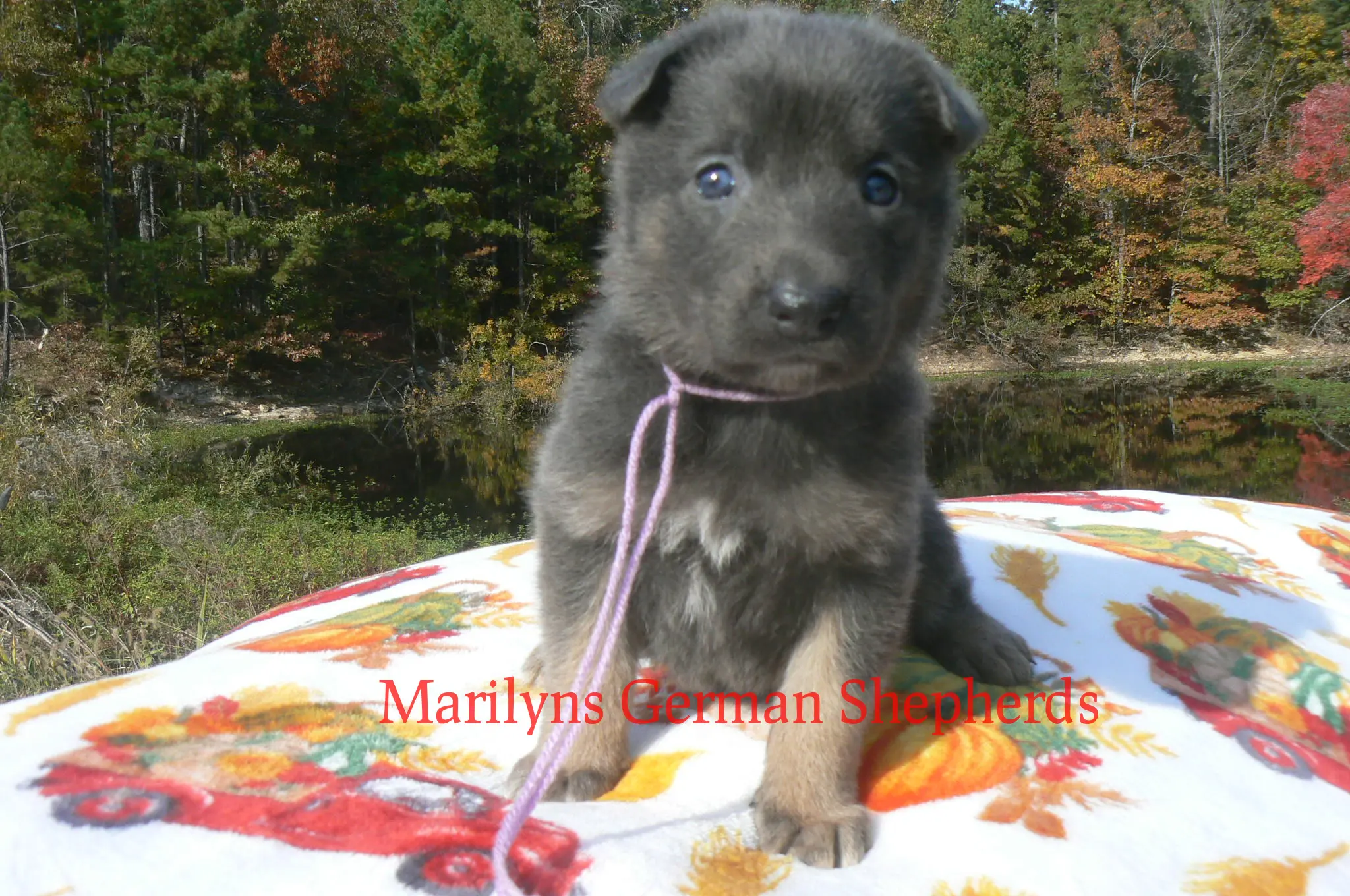 German Shepherd puppy for sale: Fluffy gray and black German Shepherd puppy sitting on a colorful blanket