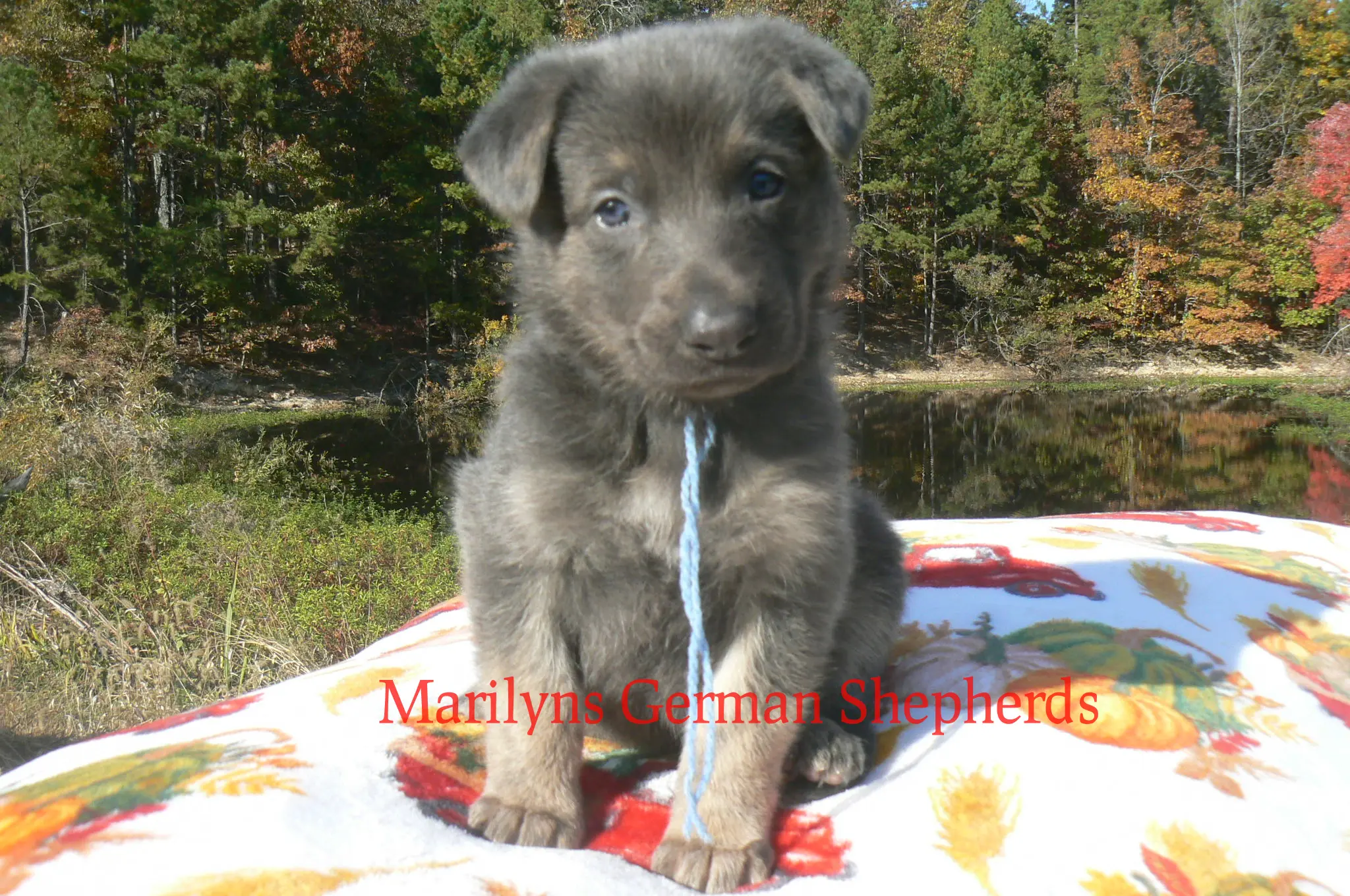 German Shepherd puppy for sale: Fluffy gray German Shepherd puppy sitting on a colorful blanket outdoors