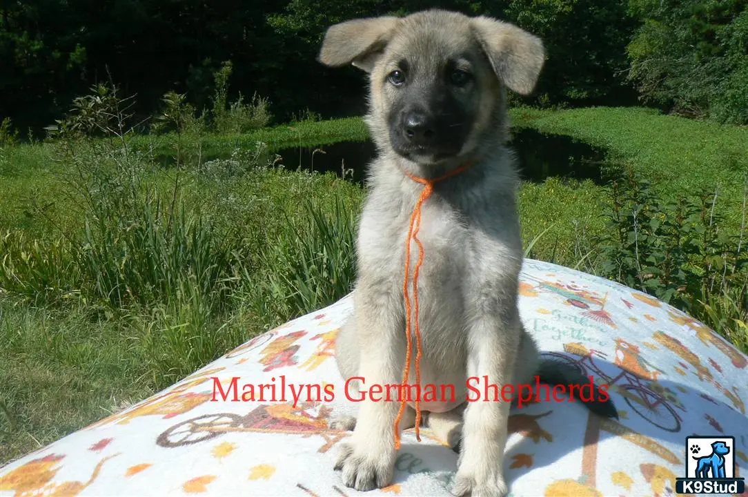 German Shepherd puppy for sale: Error: Operation returned an invalid status code 429<br/>Stack Trace:    at Microsoft.Azure.CognitiveServices.Vision.ComputerVision.ComputerVisionClient.<DescribeImageInStreamWithHttpMessagesAsync>d__41.MoveNext()
--- End of stack trace from previous location where exception was thrown ---
   at System.Runtime.ExceptionServices.ExceptionDispatchInfo.Throw()
   at System.Runtime.CompilerServices.TaskAwaiter.HandleNonSuccessAndDebugger