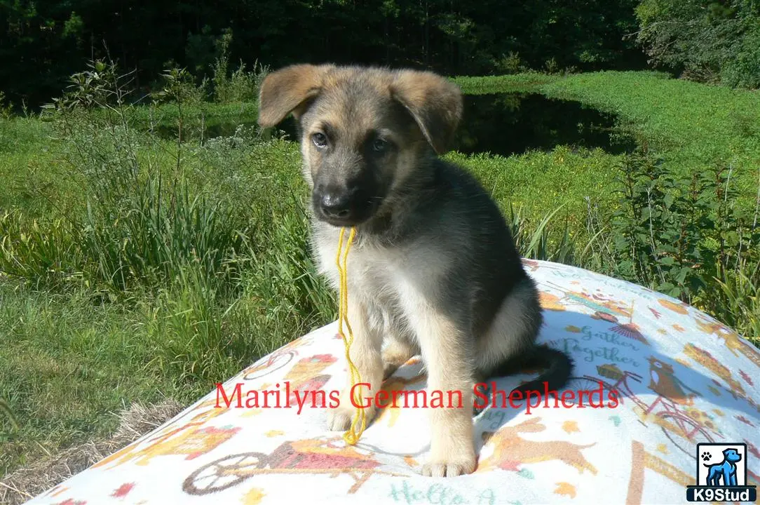 German Shepherd puppy for sale: a german shepherd dog sitting on a blanket