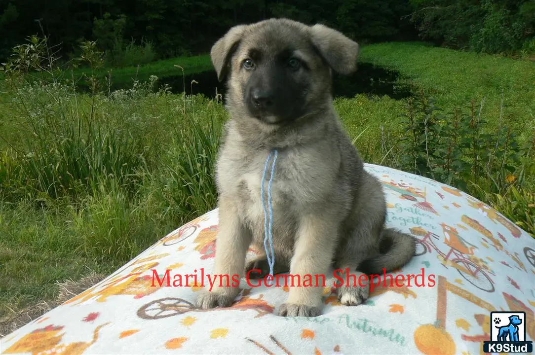 German Shepherd puppy for sale: a german shepherd dog sitting on a blanket