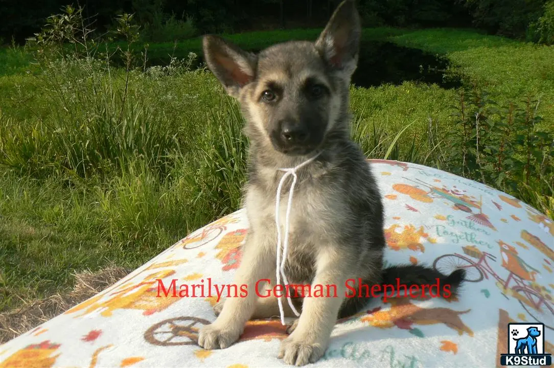 German Shepherd puppy for sale: a german shepherd dog sitting on a blanket