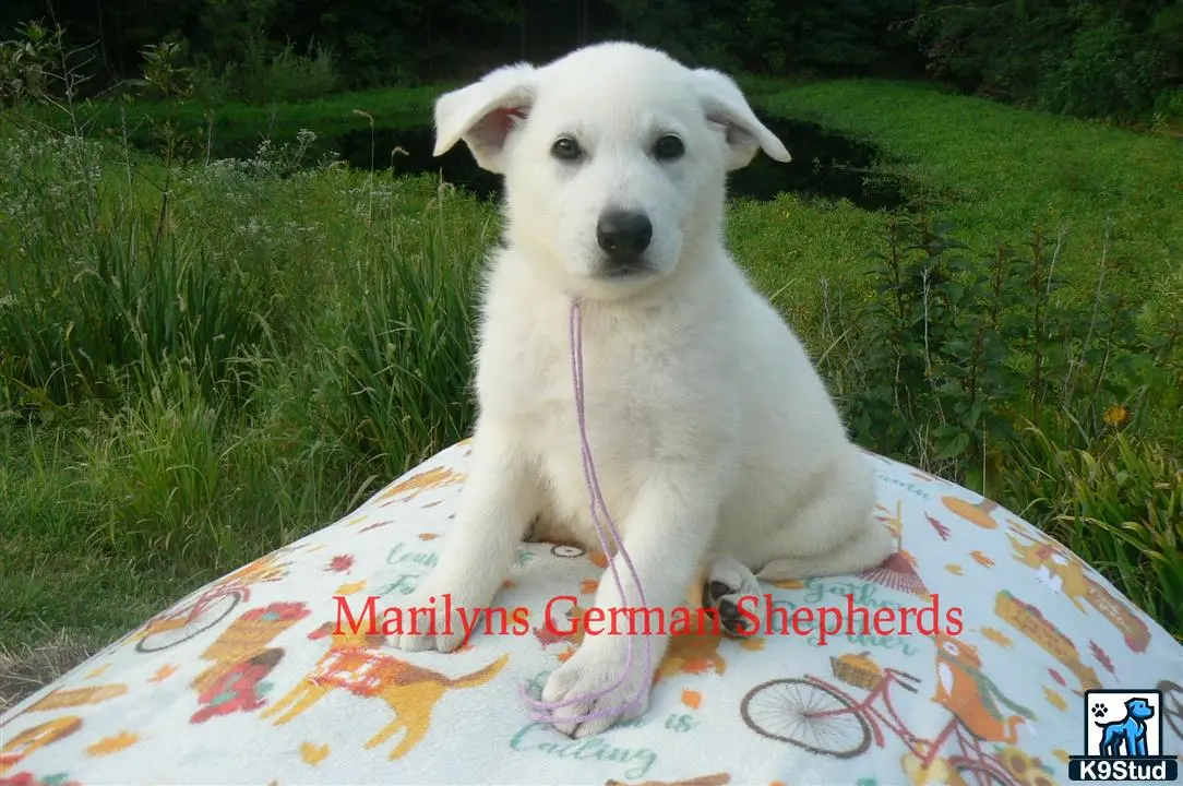 German Shepherd puppy for sale: a white german shepherd dog on a blanket
