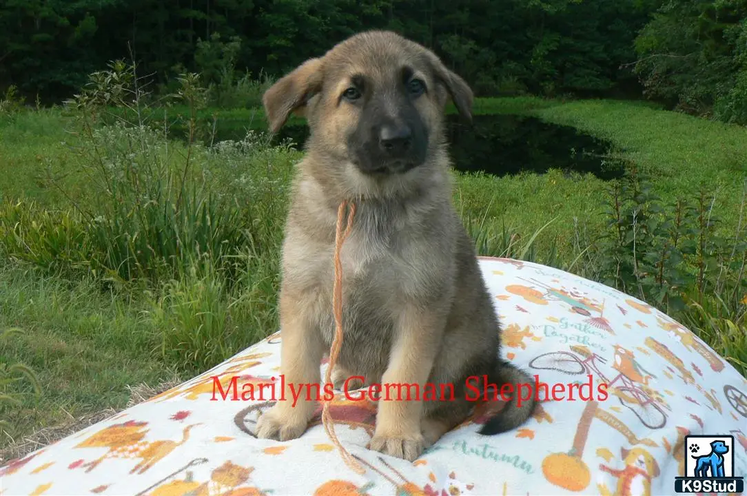 German Shepherd puppy for sale: a german shepherd dog sitting on a blanket