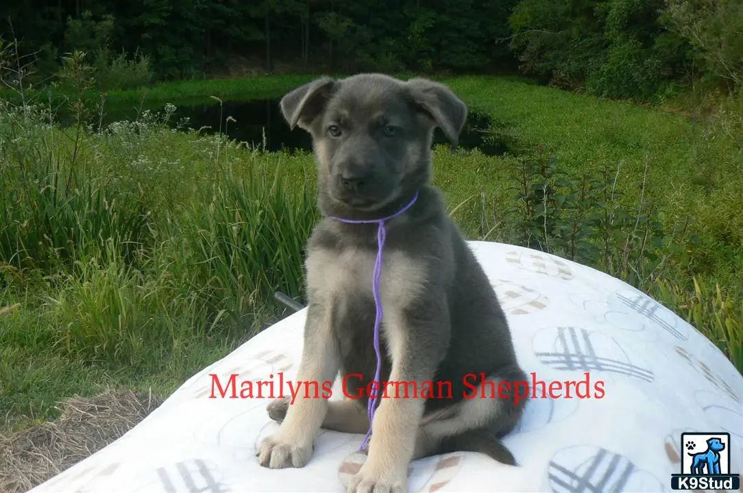 German Shepherd puppy for sale: a german shepherd dog sitting on a blanket