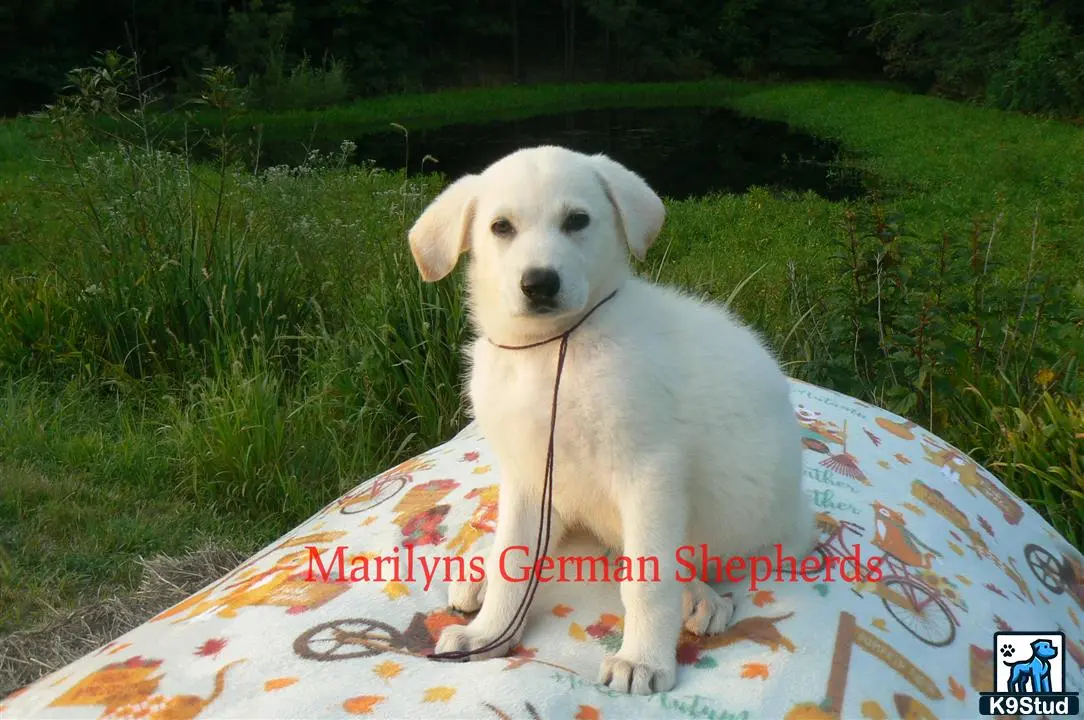 German Shepherd puppy for sale: Error: Operation returned an invalid status code 429<br/>Stack Trace:    at Microsoft.Azure.CognitiveServices.Vision.ComputerVision.ComputerVisionClient.<DescribeImageInStreamWithHttpMessagesAsync>d__41.MoveNext()
--- End of stack trace from previous location where exception was thrown ---
   at System.Runtime.ExceptionServices.ExceptionDispatchInfo.Throw()
   at System.Runtime.CompilerServices.TaskAwaiter.HandleNonSuccessAndDebugger