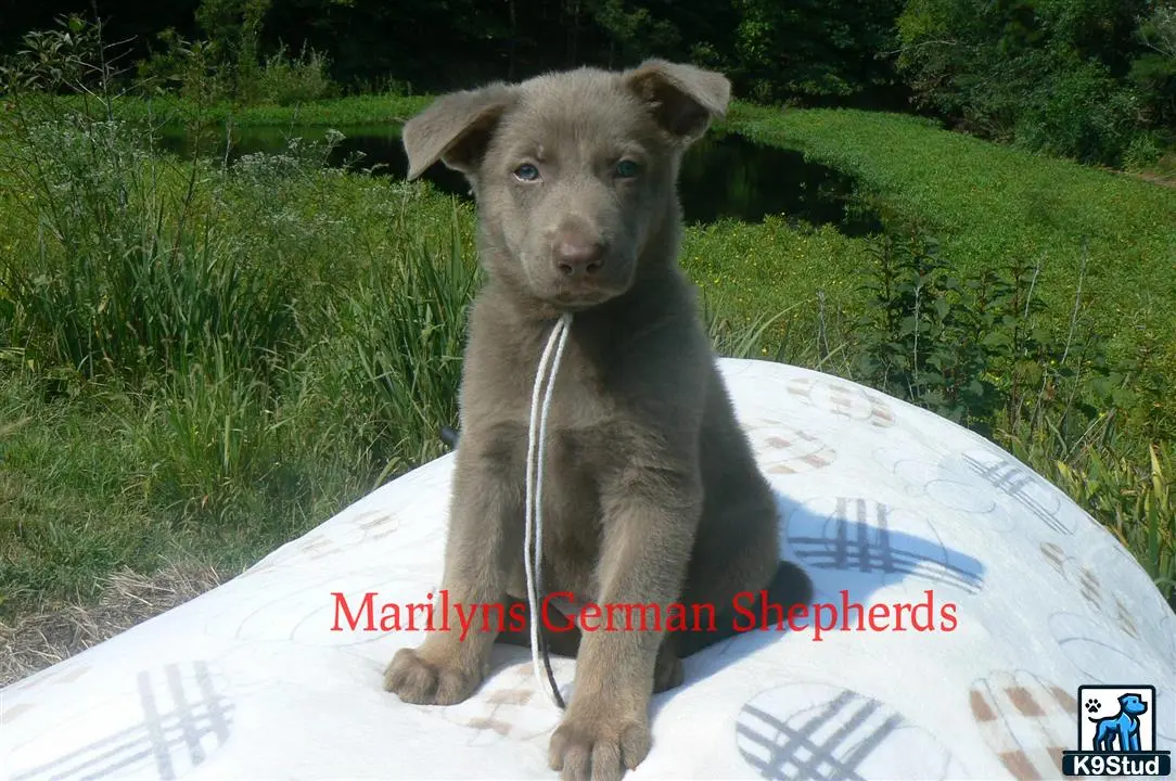 German Shepherd puppy for sale: Error: Operation returned an invalid status code 429<br/>Stack Trace:    at Microsoft.Azure.CognitiveServices.Vision.ComputerVision.ComputerVisionClient.<DescribeImageInStreamWithHttpMessagesAsync>d__41.MoveNext()
--- End of stack trace from previous location where exception was thrown ---
   at System.Runtime.ExceptionServices.ExceptionDispatchInfo.Throw()
   at System.Runtime.CompilerServices.TaskAwaiter.HandleNonSuccessAndDebugger
