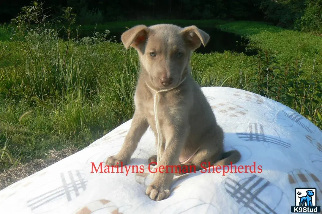 German Shepherd puppy for sale: a german shepherd dog sitting on a stone