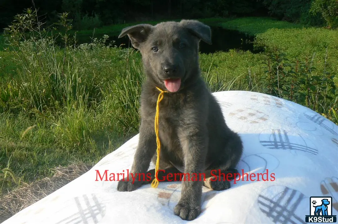 German Shepherd puppy for sale: a german shepherd dog sitting on a blanket