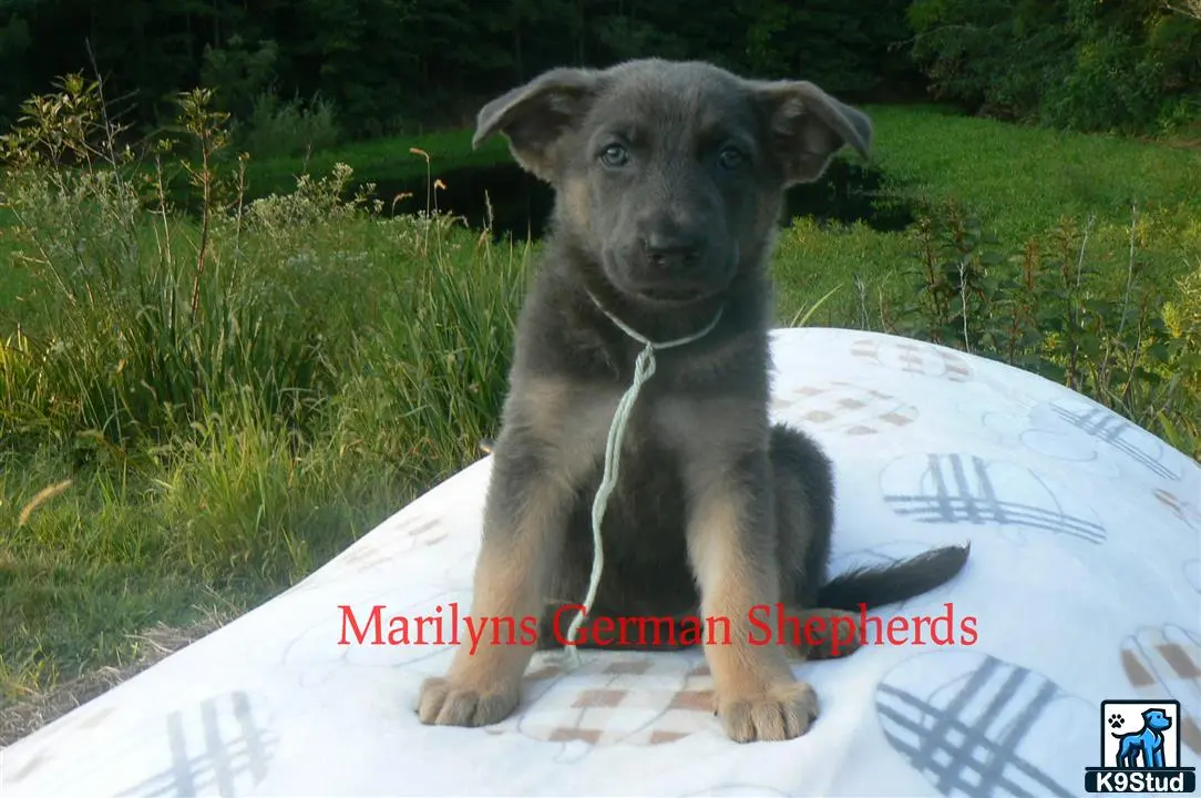 German Shepherd puppy for sale: a german shepherd dog sitting on a white object