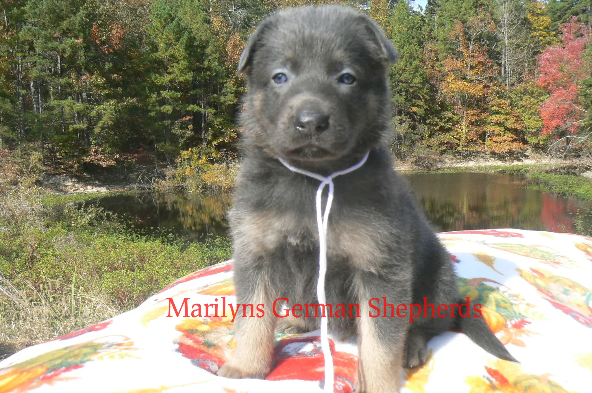 German Shepherd puppy for sale: Fluffy black and tan German Shepherd puppy sitting outdoors