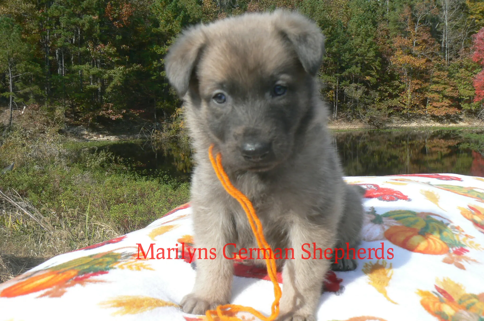 German Shepherd puppy for sale: Fluffy brown German Shepherd puppy holding an orange string in a natural setting