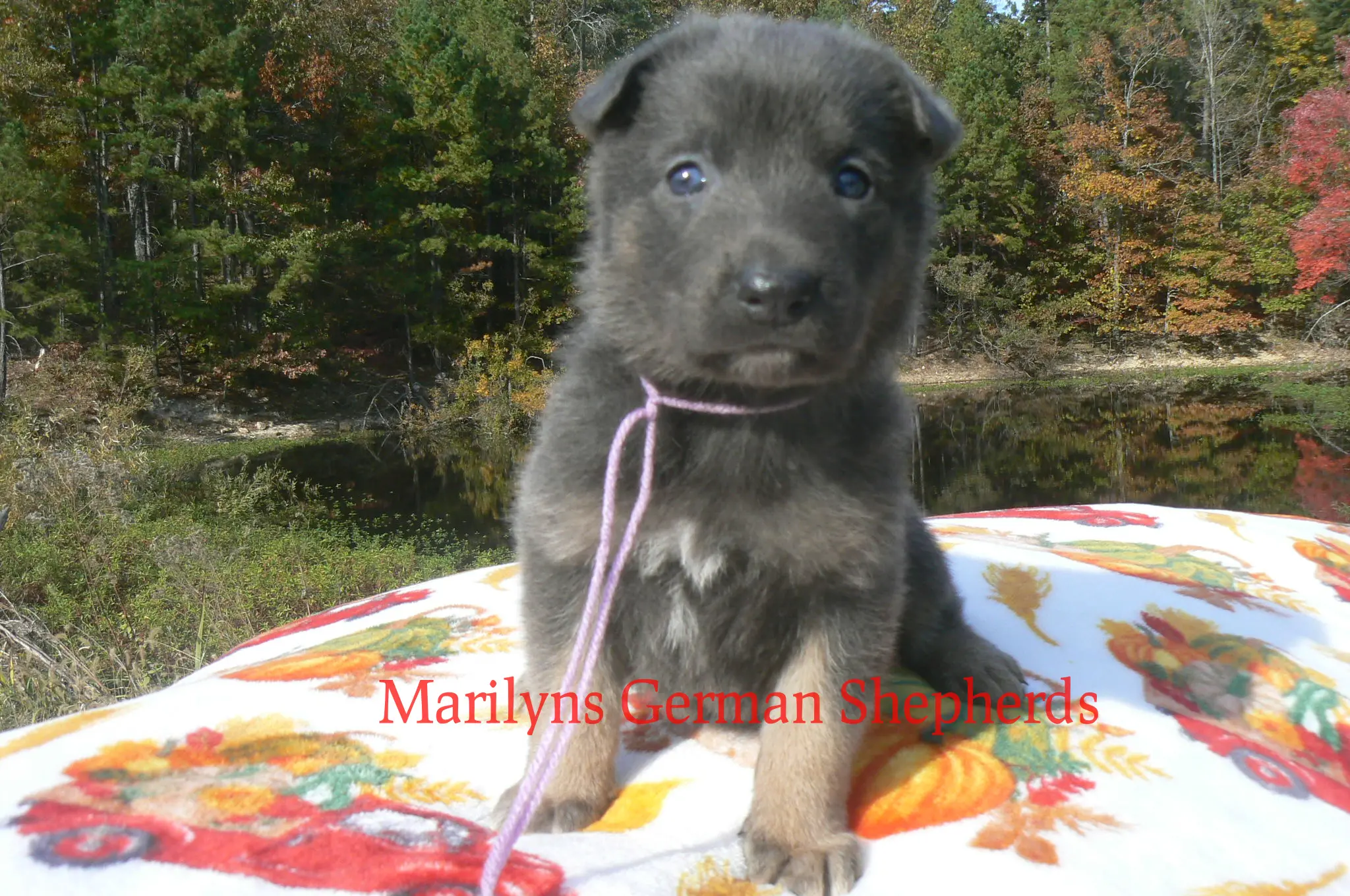 German Shepherd puppy for sale: Black and tan German Shepherd puppy sitting on a colorful blanket