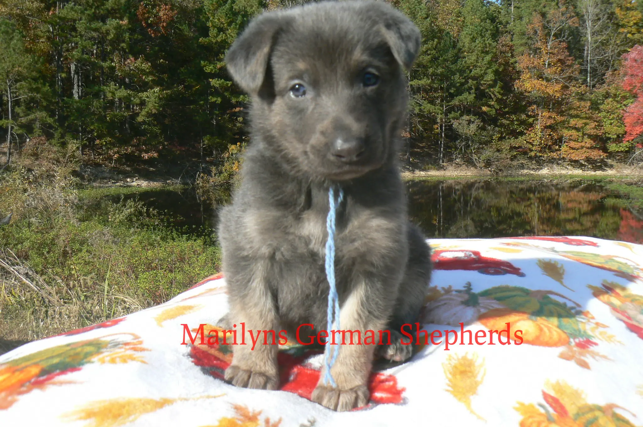 German Shepherd puppy for sale: Fluffy gray and brown German Shepherd puppy sitting on a blanket