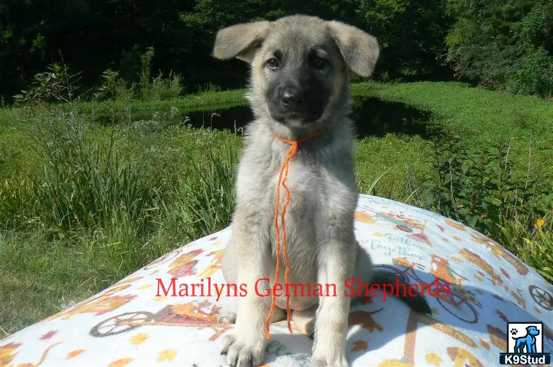 German Shepherd puppy for sale: Error: Operation returned an invalid status code 429<br/>Stack Trace:    at Microsoft.Azure.CognitiveServices.Vision.ComputerVision.ComputerVisionClient.<DescribeImageInStreamWithHttpMessagesAsync>d__41.MoveNext()
--- End of stack trace from previous location where exception was thrown ---
   at System.Runtime.ExceptionServices.ExceptionDispatchInfo.Throw()
   at System.Runtime.CompilerServices.TaskAwaiter.HandleNonSuccessAndDebugger
