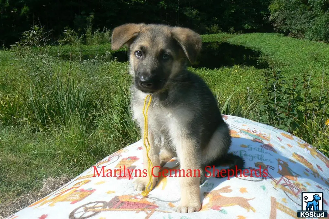 German Shepherd puppy for sale: Error: Operation returned an invalid status code 429<br/>Stack Trace:    at Microsoft.Azure.CognitiveServices.Vision.ComputerVision.ComputerVisionClient.<DescribeImageInStreamWithHttpMessagesAsync>d__41.MoveNext()
--- End of stack trace from previous location where exception was thrown ---
   at System.Runtime.ExceptionServices.ExceptionDispatchInfo.Throw()
   at System.Runtime.CompilerServices.TaskAwaiter.HandleNonSuccessAndDebugger