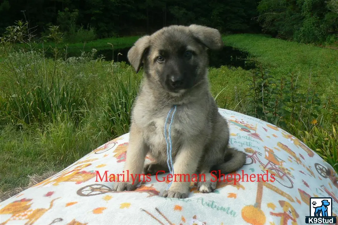 German Shepherd puppy for sale: a german shepherd dog sitting on a blanket