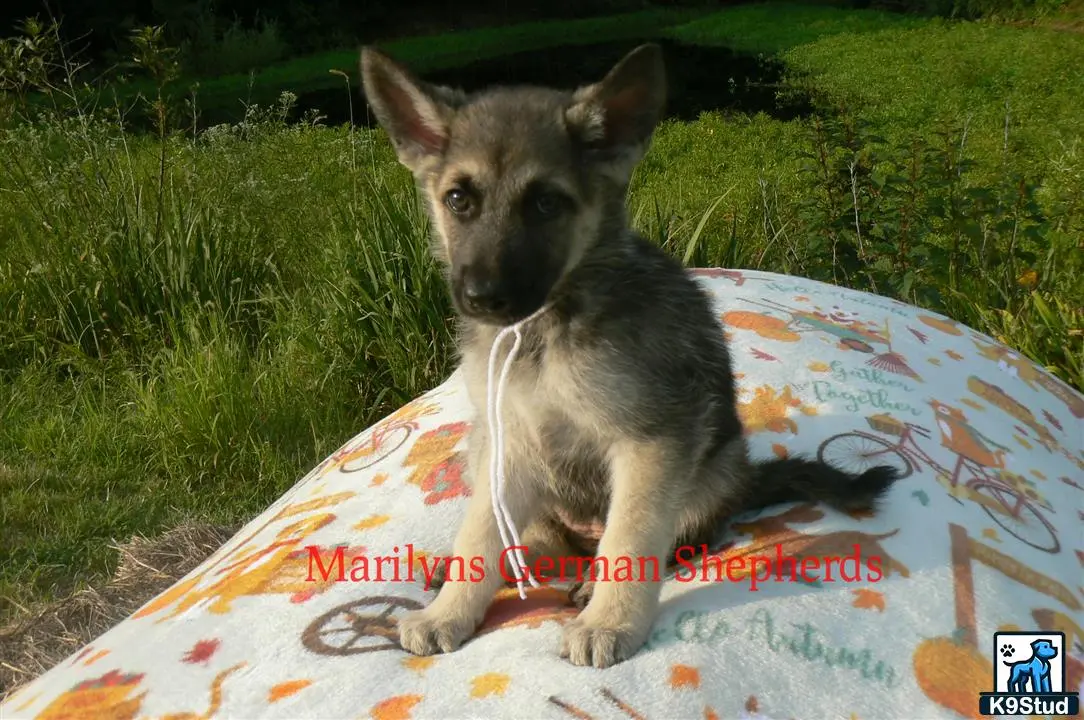 German Shepherd puppy for sale: a german shepherd dog sitting on a blanket