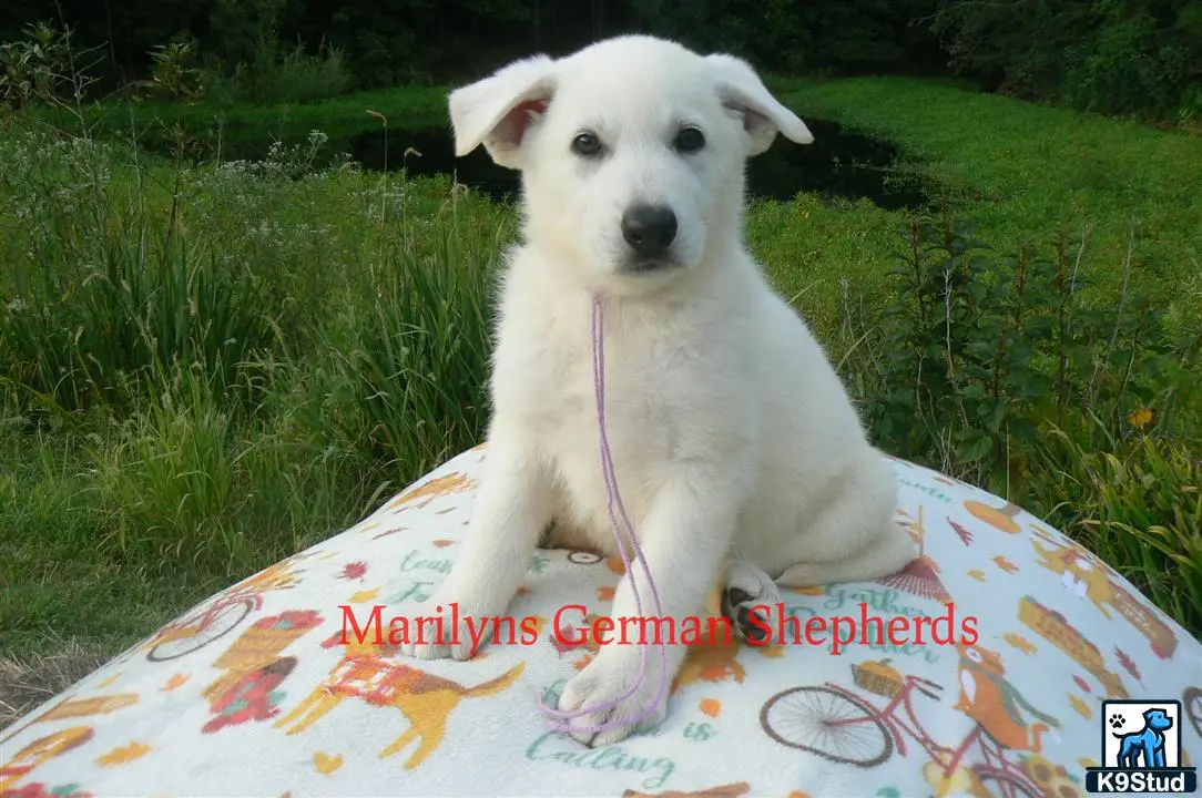 German Shepherd puppy for sale: a white german shepherd dog on a leash