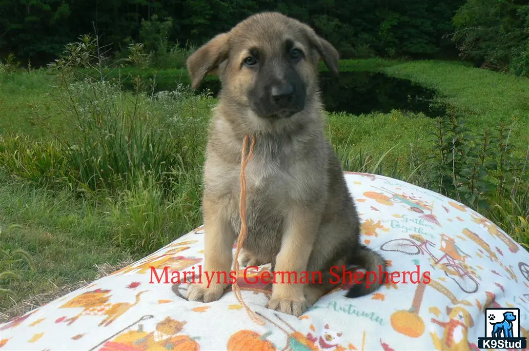 German Shepherd puppy for sale: a german shepherd dog sitting on a blanket