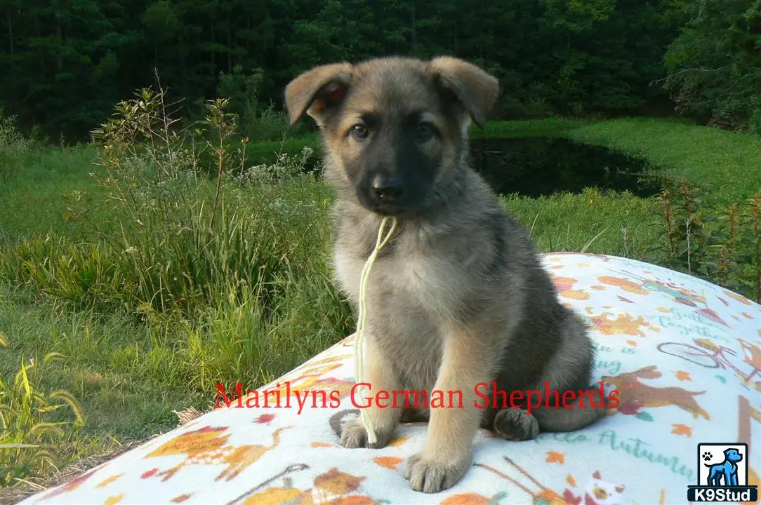 German Shepherd puppy for sale: a german shepherd dog sitting on a blanket