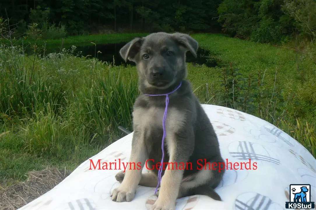 German Shepherd puppy for sale: a german shepherd dog sitting on a rock