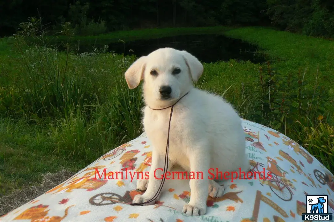 German Shepherd puppy for sale: Error: Operation returned an invalid status code 429<br/>Stack Trace:    at Microsoft.Azure.CognitiveServices.Vision.ComputerVision.ComputerVisionClient.<DescribeImageInStreamWithHttpMessagesAsync>d__41.MoveNext()
--- End of stack trace from previous location where exception was thrown ---
   at System.Runtime.ExceptionServices.ExceptionDispatchInfo.Throw()
   at System.Runtime.CompilerServices.TaskAwaiter.HandleNonSuccessAndDebugger