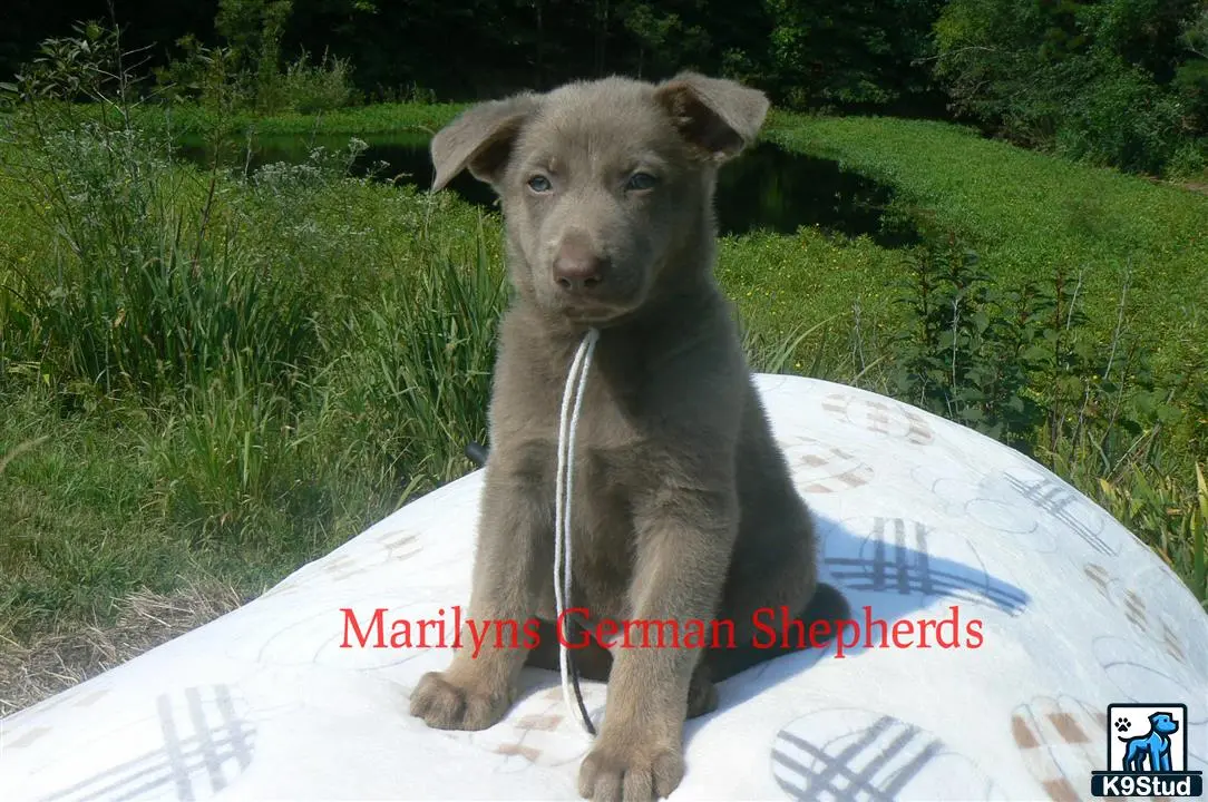 German Shepherd puppy for sale: Error: Operation returned an invalid status code 429<br/>Stack Trace:    at Microsoft.Azure.CognitiveServices.Vision.ComputerVision.ComputerVisionClient.<DescribeImageInStreamWithHttpMessagesAsync>d__41.MoveNext()
--- End of stack trace from previous location where exception was thrown ---
   at System.Runtime.ExceptionServices.ExceptionDispatchInfo.Throw()
   at System.Runtime.CompilerServices.TaskAwaiter.HandleNonSuccessAndDebugger