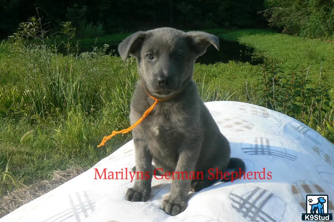 German Shepherd puppy for sale: Error: Operation returned an invalid status code 429<br/>Stack Trace:    at Microsoft.Azure.CognitiveServices.Vision.ComputerVision.ComputerVisionClient.<DescribeImageInStreamWithHttpMessagesAsync>d__41.MoveNext()
--- End of stack trace from previous location where exception was thrown ---
   at System.Runtime.ExceptionServices.ExceptionDispatchInfo.Throw()
   at System.Runtime.CompilerServices.TaskAwaiter.HandleNonSuccessAndDebugger