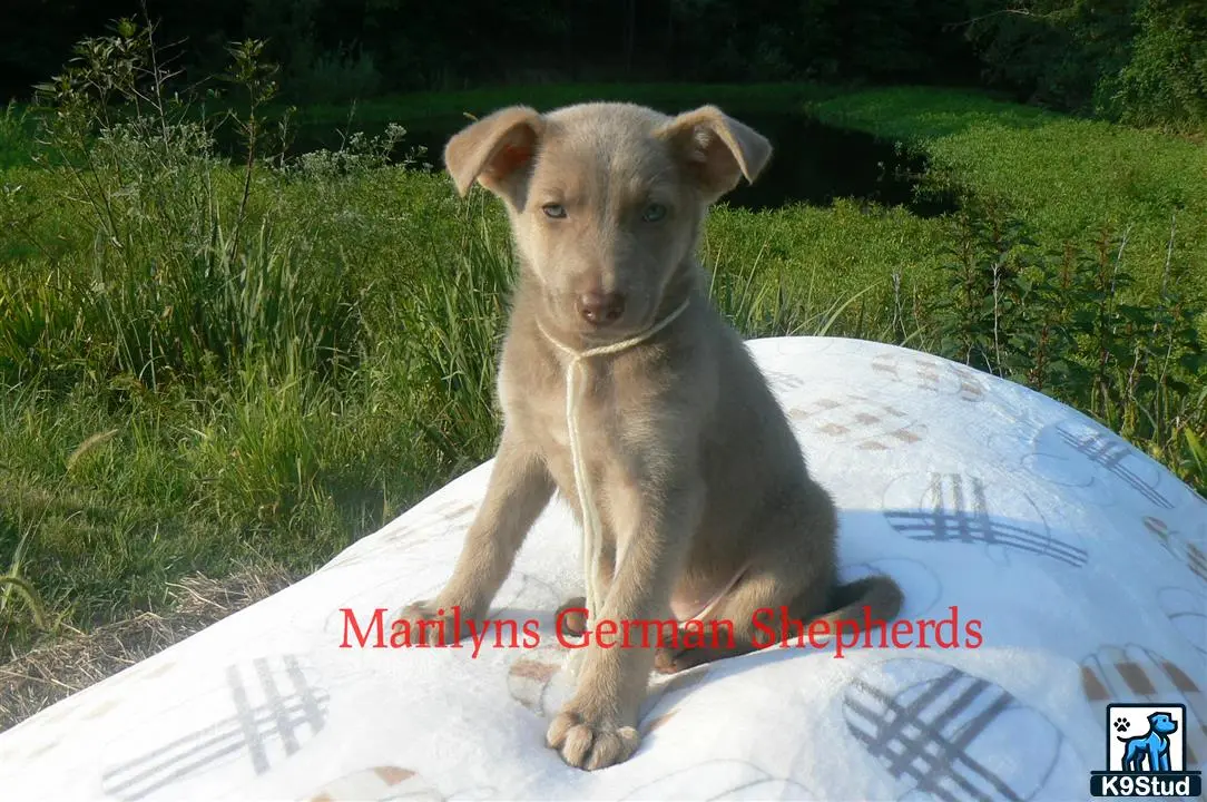 German Shepherd puppy for sale: a german shepherd dog sitting on a white sheet