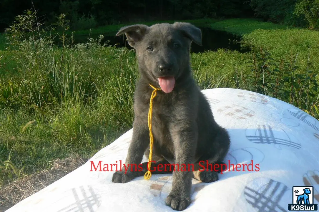 German Shepherd puppy for sale: a german shepherd dog sitting on a car