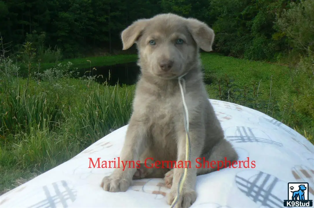 German Shepherd puppy for sale: a german shepherd dog sitting on a rock