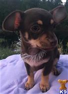 chihuahua puppy posted by mlwgermanshepherd