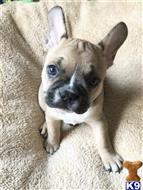 french bulldog puppy posted by mlwgermanshepherd