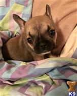 french bulldog puppy posted by mlwgermanshepherd