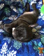 french bulldog puppy posted by mlwgermanshepherd