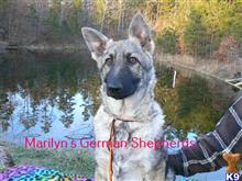 German Shepherd puppy for sale: Gray and black German Shepherd sitting by a pond