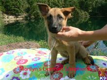 german shepherd puppy posted by mlwgermanshepherd