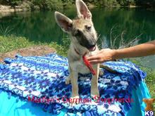 german shepherd puppy posted by mlwgermanshepherd