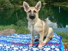 german shepherd puppy posted by mlwgermanshepherd