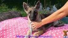 german shepherd puppy posted by mlwgermanshepherd