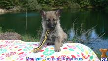 german shepherd puppy posted by mlwgermanshepherd