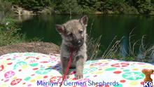 german shepherd puppy posted by mlwgermanshepherd